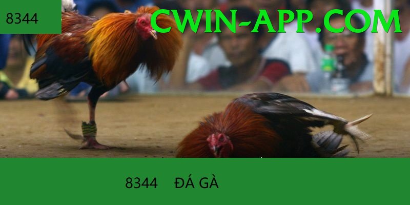 Cách Đọc Kèo Đá Gà - Game 2D